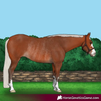 Horse Color:Silver Bay Rabicano