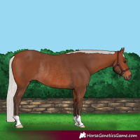 Horse Color:Silver Brown Rabicano 
