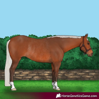 Horse Color:Silver Brown Rabicano 