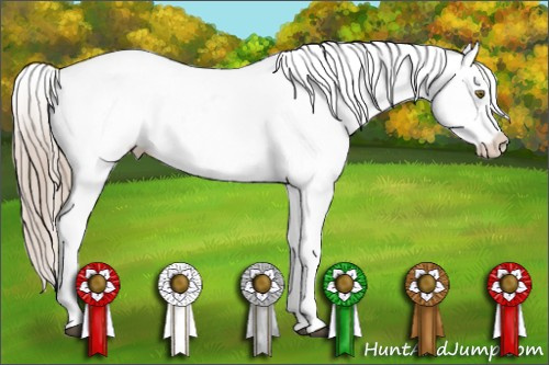 Horse Color:Chocolate Palomino Appaloosa 