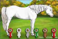 Horse Color:Chocolate Palomino Appaloosa 