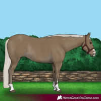 Horse Color:Silver Smoky Black Rabicano 