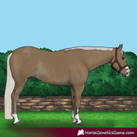 Horse Color:Silver Smoky Black Rabicano