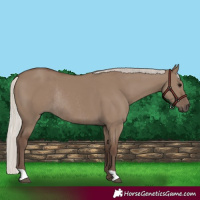 Horse Color:Silver Grullo Rabicano 