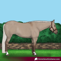 Horse Color:Silver Grullo Rabicano 