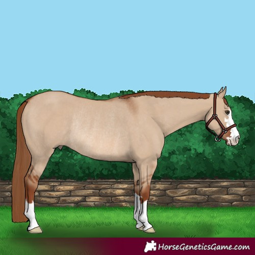 Horse Color:Red Dun Rabicano 
