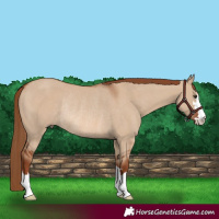 Horse Color:Red Dun Rabicano