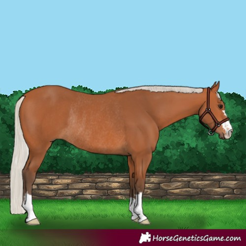 Horse Color:Silver Bay Rabicano 