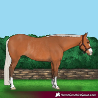 Horse Color:Silver Bay Rabicano 