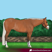 Horse Color:Silver Bay Rabicano