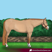 Horse Color:Red Dun Rabicano 