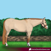 Horse Color:Red Dun Rabicano
