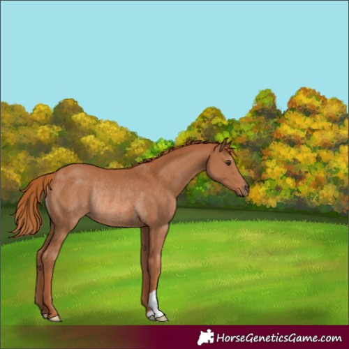 Horse Color:Unknown 