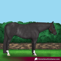 Horse Color:Smoky Black Rabicano 