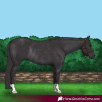 Horse Color:Smoky Black Rabicano 