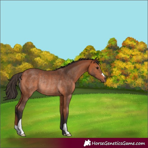 Horse Color:Unknown 