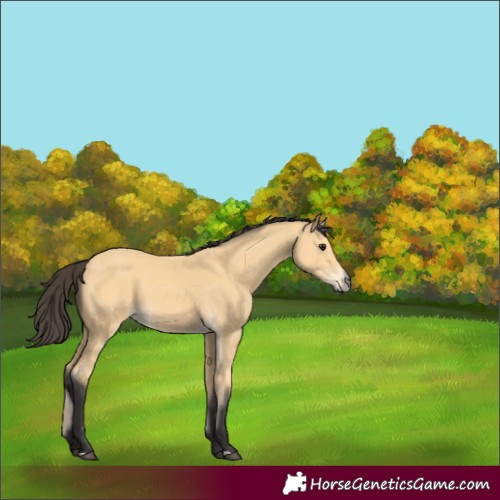 Horse Color:Buckskin 