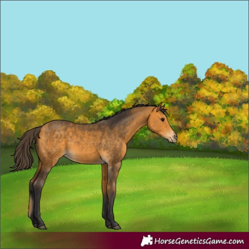 Horse Color:Unknown 
