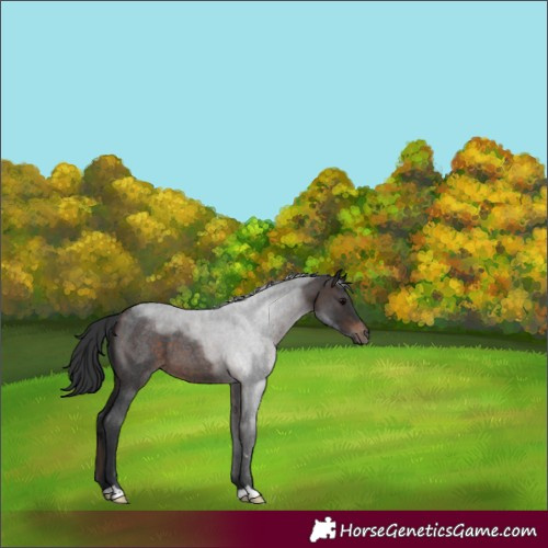 Horse Color:Bay Roan 