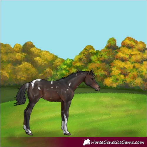 Horse Color:White Spotted Bay Tobiano