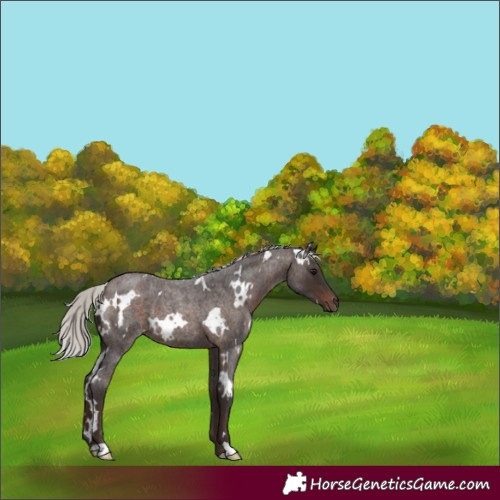 Horse Color:White Spotted Silver Brown Roan 
