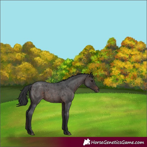 Horse Color:Brown Roan