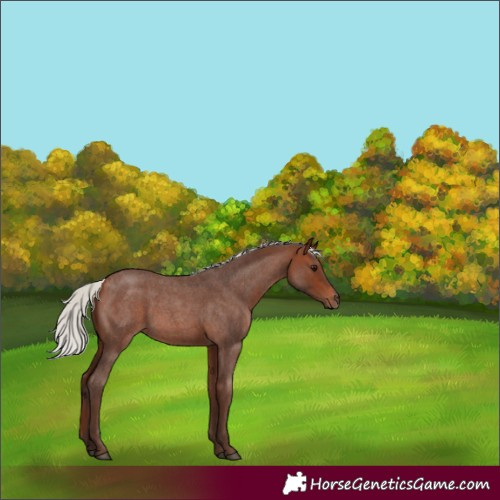 Horse Color:Silver Bay Roan