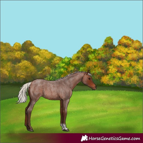 Horse Color:Silver Bay Roan Tobiano 