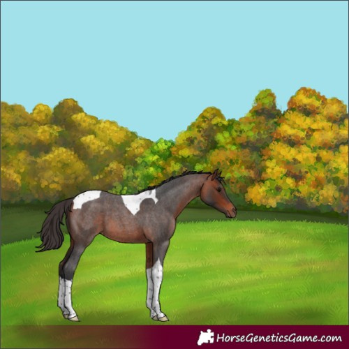 Horse Color:Bay Roan Tobiano