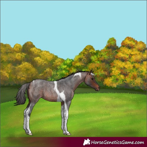 Horse Color:Bay Roan Tobiano
