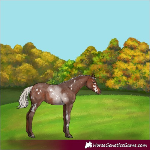 Horse Color:White Spotted Silver Bay Roan 