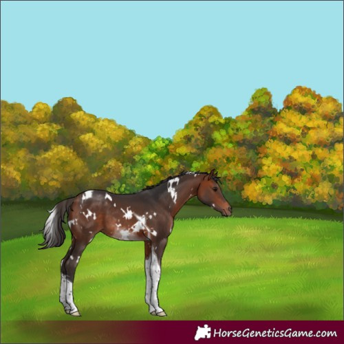 Horse Color:White Spotted Bay Tobiano