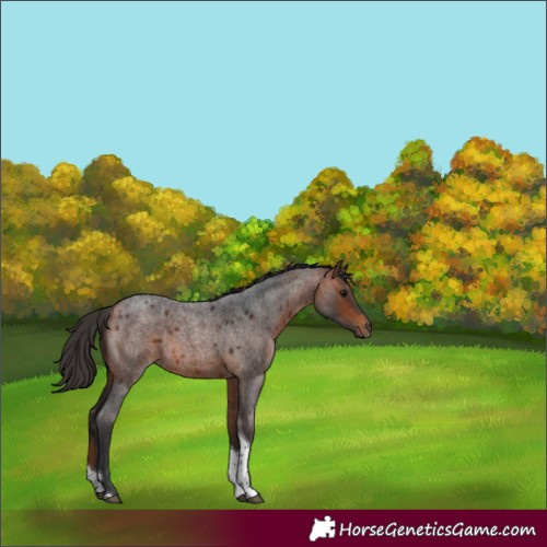 Horse Color:Bay Roan Tobiano