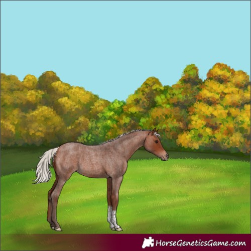 Horse Color:Silver Bay Roan Tobiano