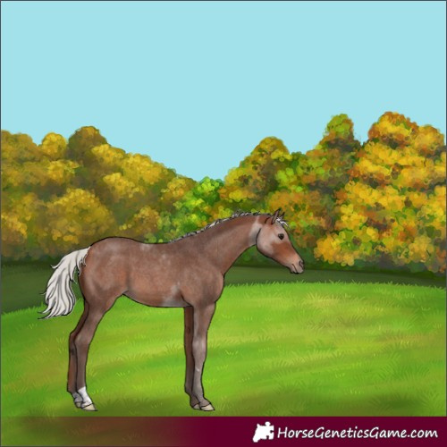 Horse Color:Silver Bay Roan 