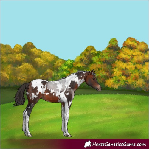 Horse Color:White Spotted Bay Tobiano 