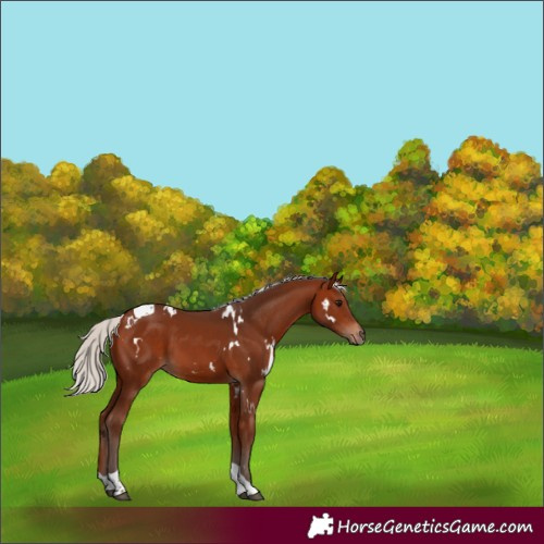 Horse Color:White Spotted Silver Bay Tobiano 