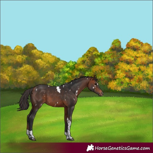 Horse Color:White Spotted Bay Tobiano 