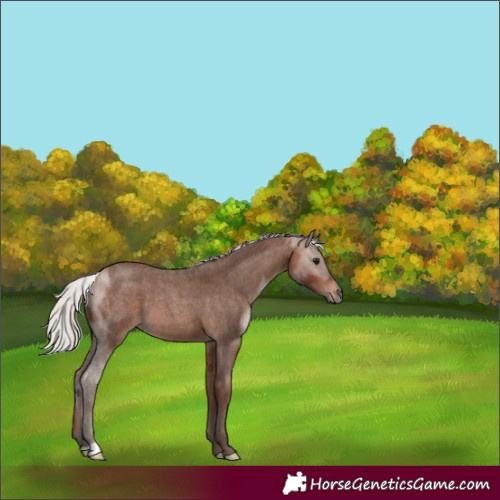 Horse Color:Silver Bay Roan