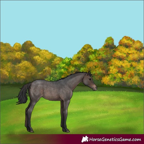 Horse Color:Bay Roan