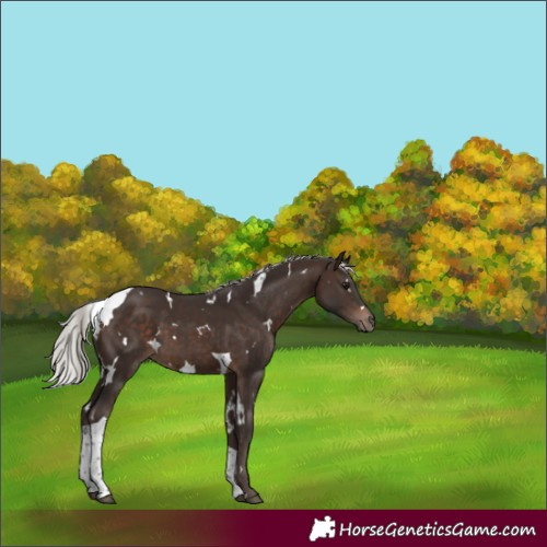 Horse Color:White Spotted Silver Bay Tobiano 