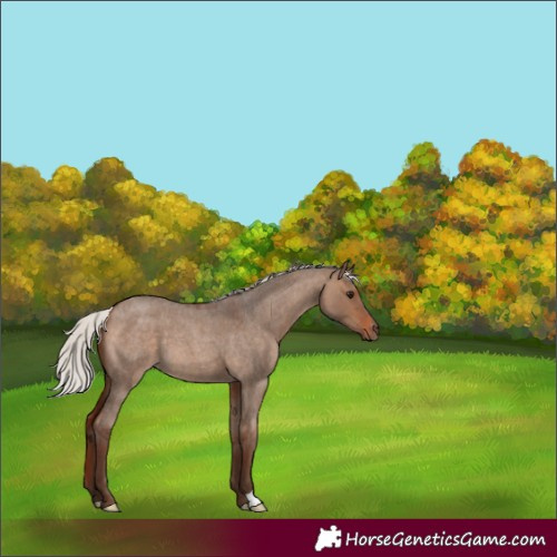 Horse Color:Silver Bay Roan Dun 