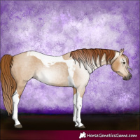 Horse Color:Gray Red Dun Roan Tobiano 