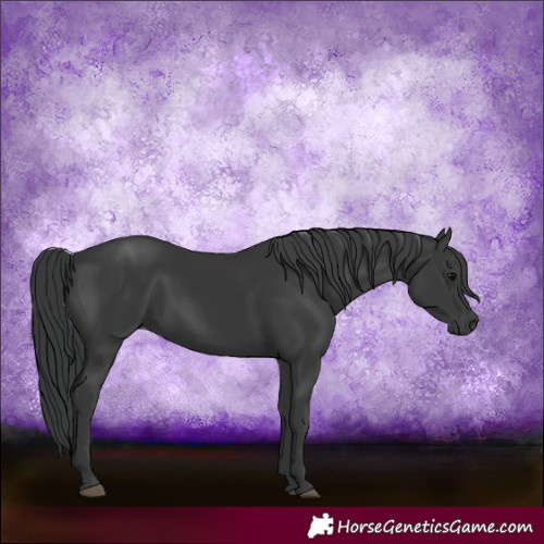 Horse Color:Black 