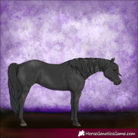 Horse Color:Black 