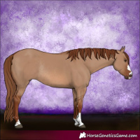 Horse Color:Red Dun Rabicano 