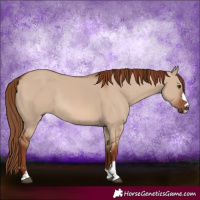 Horse Color:Red Dun Rabicano