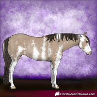 Horse Color:Liver Red Dun Sabino Rabicano 