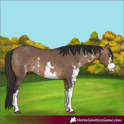 Horse Color:Bay Dun Sabino 