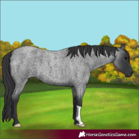 Horse Color:Blue Roan 